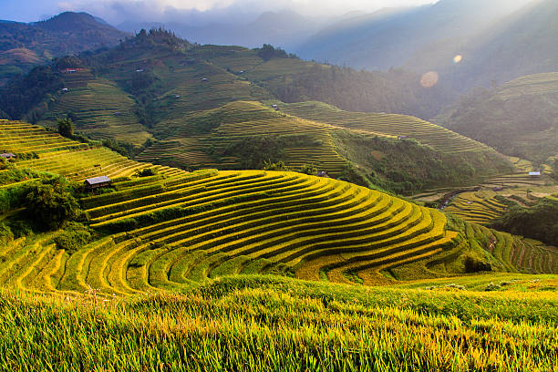 istock Rice fields on terraces in the sun at MuCangChai, Vietnam. 612817892