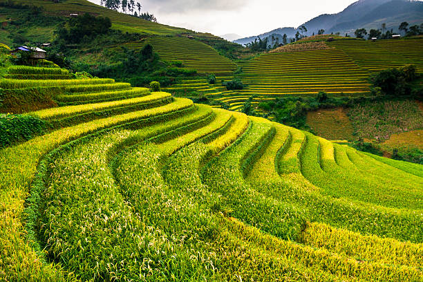 istock Rice fields on terraces in the sun at MuCangChai, Vietnam. 612818206