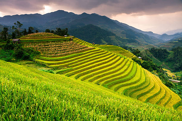 istock Rice fields on terraces in the sun at MuCangChai, Vietnam. 612818260