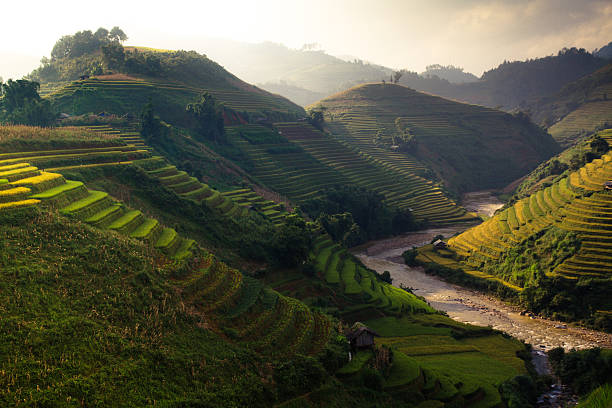 istock Rice fields on terraces in the sun at MuCangChai, Vietnam. 612818396