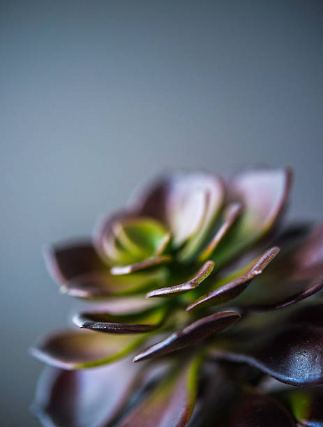 istock Nature still life. Cacti and succulent plants 612819126