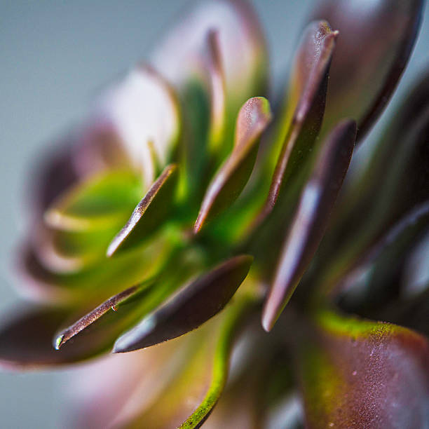 istock Nature still life. Cacti and succulent plants 612819146