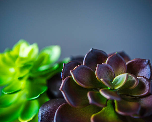 istock Nature still life. Cacti and succulent plants 612819232
