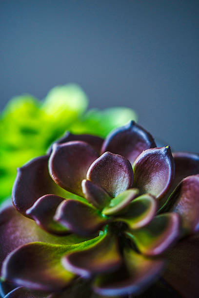 istock Nature still life. Cacti and succulent plants 612819262