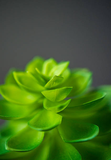 istock Nature still life. Cacti and succulent plants 612819306