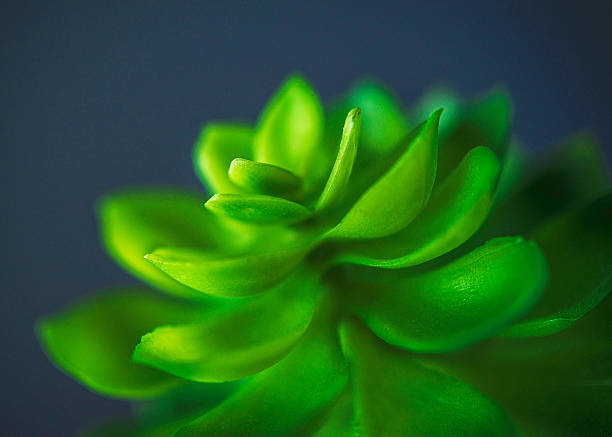 istock Nature still life. Cacti and succulent plants 612819370