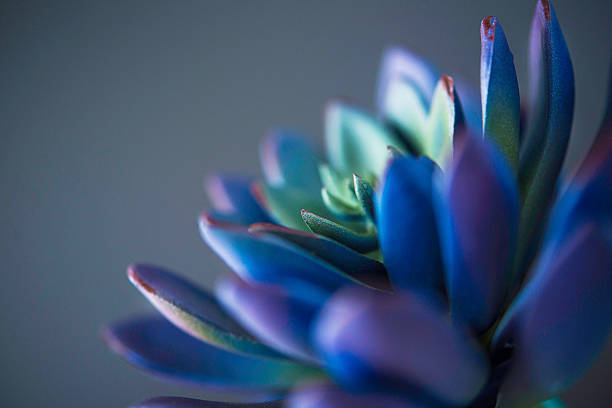 istock Nature still life. Cacti and succulent plants 612819576