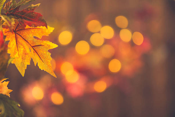 秋の背景。葉とボケと素朴な静物 - illuminated leaves ストックフォトと画像