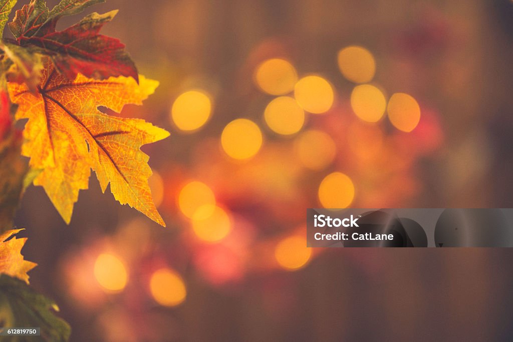 Fall backgrounds. Rustic still life with leaves and bokeh Autumn Stock Photo