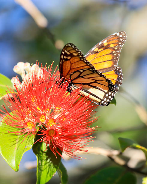 istock New Zealand Wanderer Butterfly 612820362