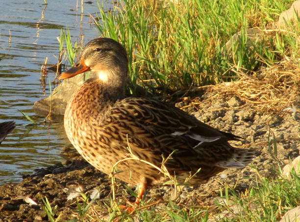 Brown Duck on Shore at Lake stock photo