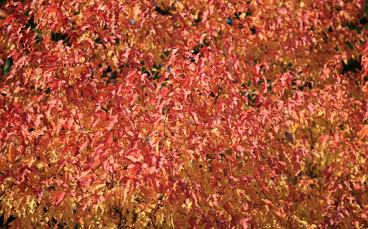red and yellow leafs at autumn