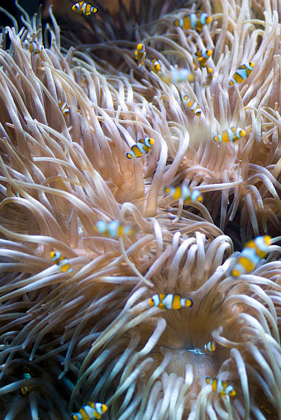 Sea anemone Macro image of Anemoe macrodactyla doreensis stock pictures, royalty-free photos & images