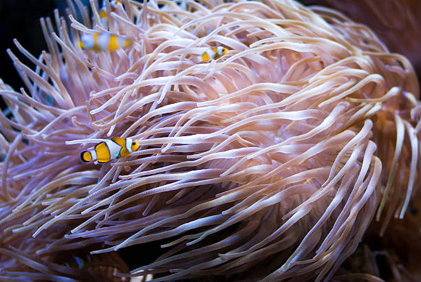 Sea anemone Macro image of Anemoe macrodactyla doreensis stock pictures, royalty-free photos & images