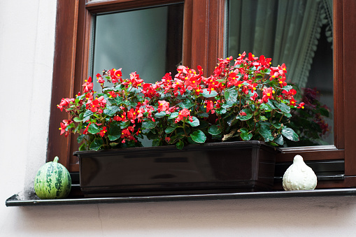 Old window  and pot with red  begonia flowers