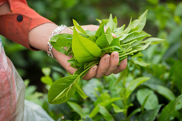 istock Woman picking tea leaves, with hands on a tea plantation. 612825358