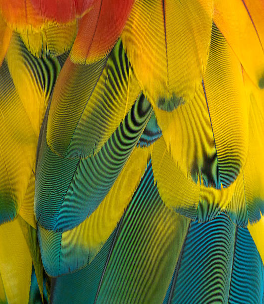 istock Colorful of macaw bird's feathers 612825488