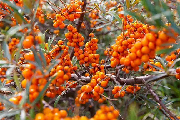 Juicy sea buckthorn in the dunes of Renesse, Netherlands, in early morning light