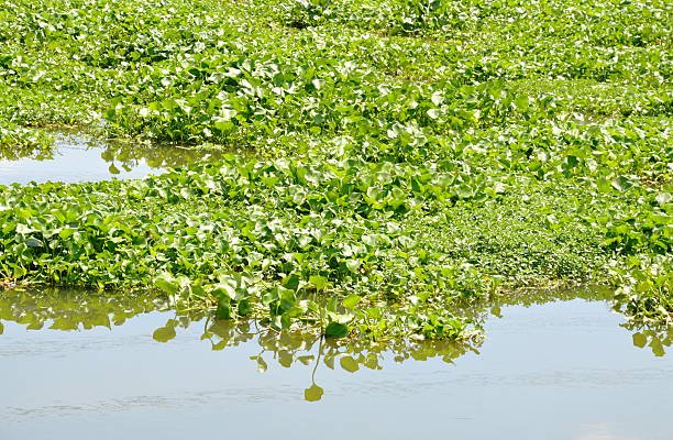 istock water hyacinth floating full on the canal 612827066