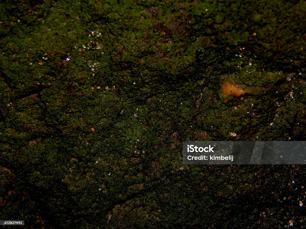 The texture of the natural stone forest closeup Abstract Stock Photo