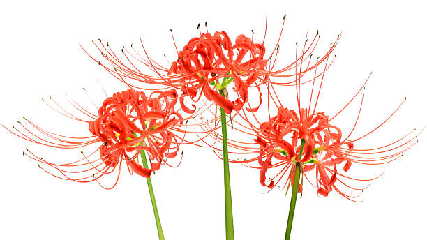 Red spider lily flowers, or Lycoris radiata, on white background Group of 3 red spider lilies, also known as a red magic lily, isolated over a white background. red spider lily stock pictures, royalty-free photos & images
