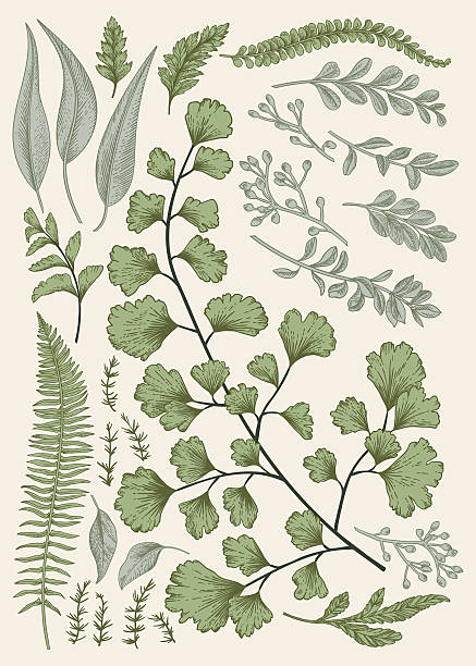 bildbanksillustrationer, clip art samt tecknat material och ikoner med leaf set. - buxbom