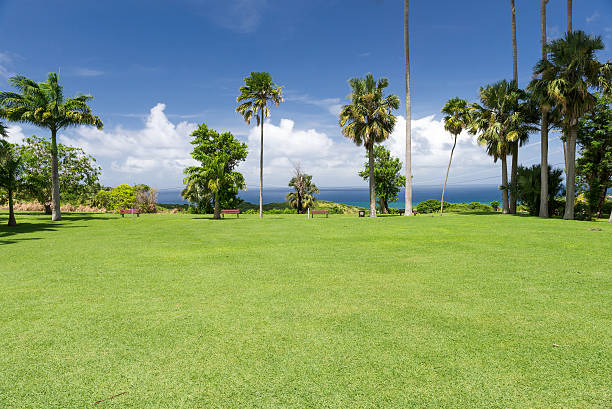 sunny landscape with palm trees and the ocean in Barbados, Caribbean