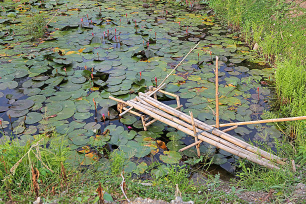 istock Old small bamboo wood bridge in lotus pond 612830756