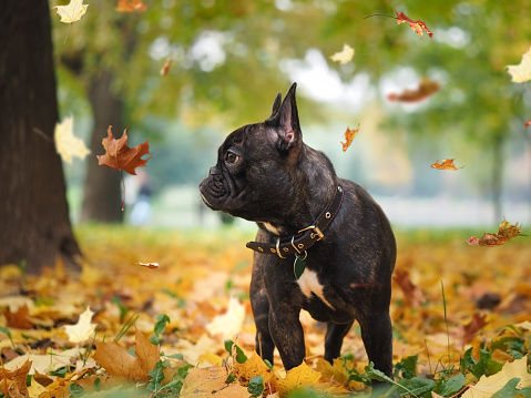 Black dog in a park amongst autumn leaves. leaf fall
