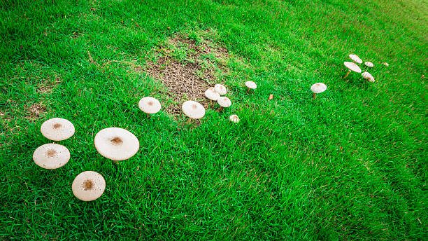 istock mushroom in the garden after raining 612831642