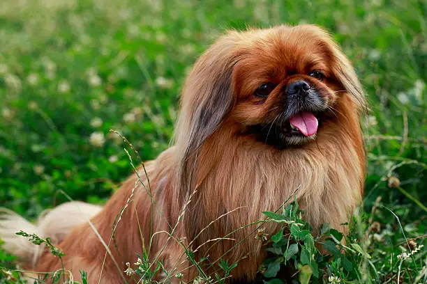 dog breed Pekingese on a green grass