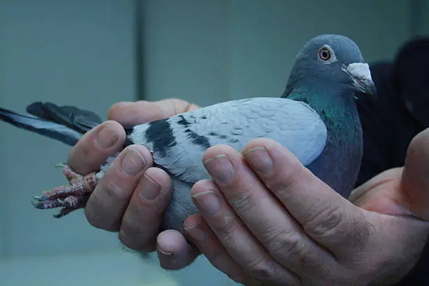 Homing pigeon at veterinary practice