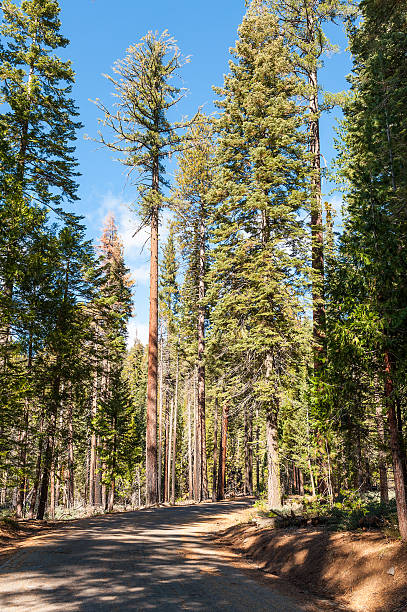 istock Road through the Giant Sequoias Forest. Sequoia National Forest 612834460