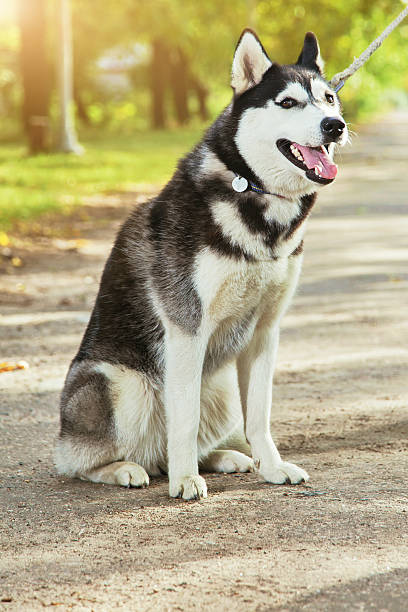 istock Portrait Husky dog with a smile 612834608