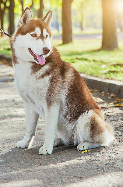 istock Portrait Husky dog with a smile 612834886