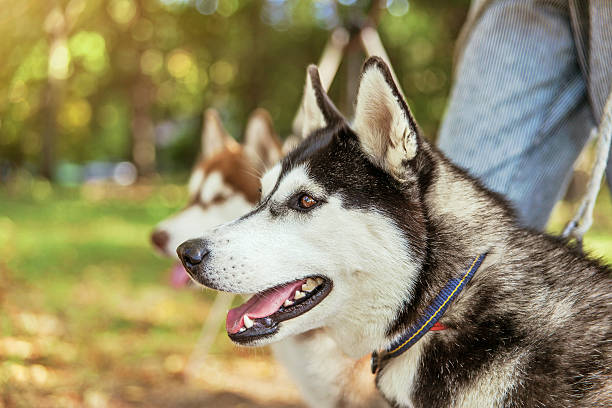 istock Portrait Husky dog with a smile 612835714