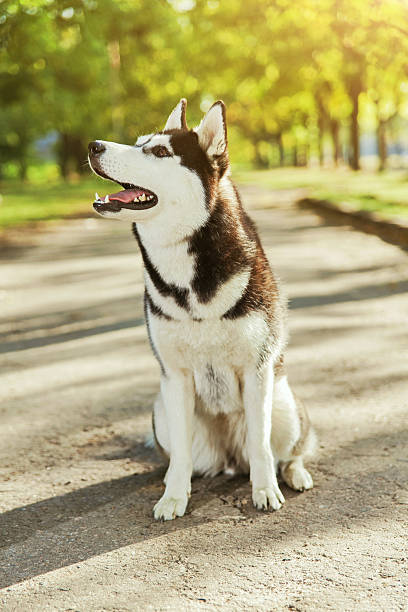 istock Portrait Husky dog with a smile 612836024