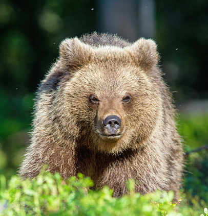 Portrait of Cub of Wild Brown bear (Ursus Arctos Arctos) in the summer forest. Natural green Background