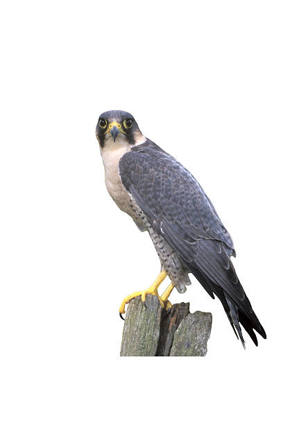 istock Peregrine, Falco peregrinus 612836354