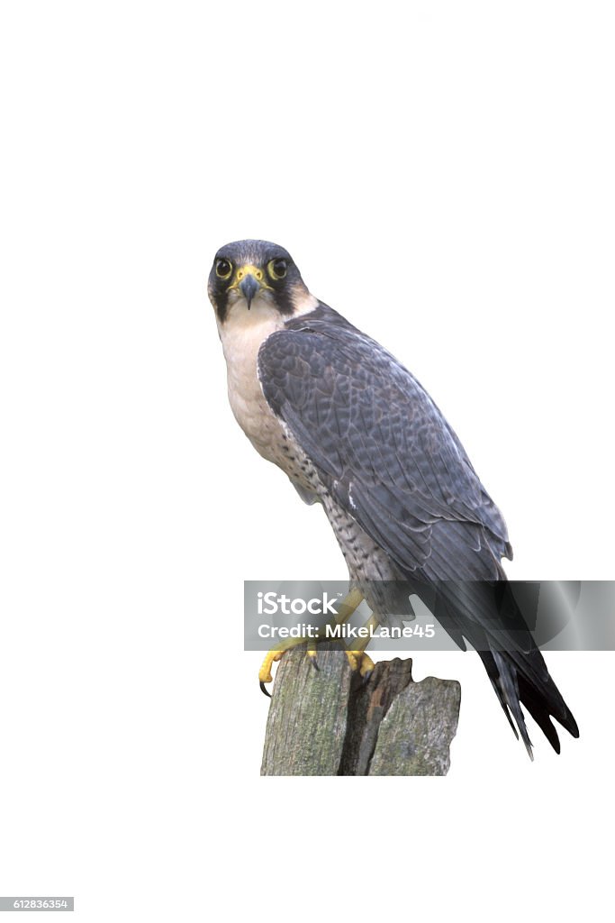 Peregrine, Falco peregrinus Peregrine, Falco peregrinus, single bird on post, UK Peregrine Falcon Stock Photo
