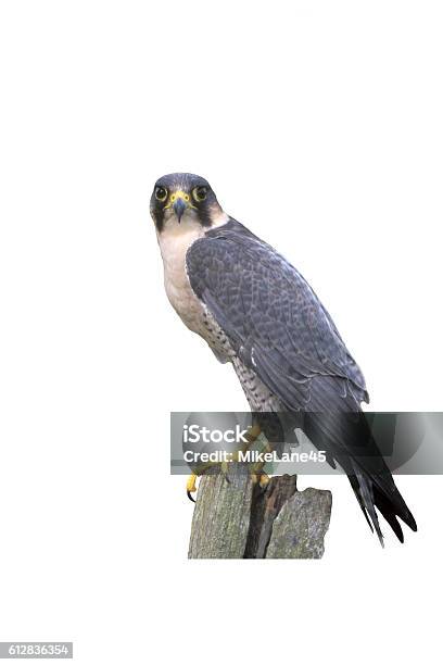 Peregrine Falco Peregrinus Stock Photo - Download Image Now - Peregrine Falcon, UK, Animal