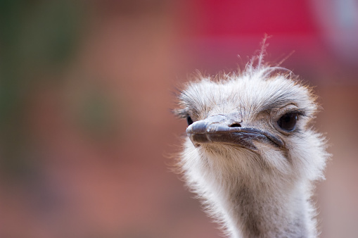 Close up of ostrich, looking skeptical