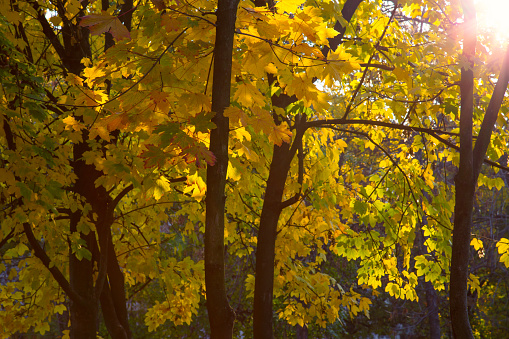 Trees in autumn season, autumn leaves, sun rays