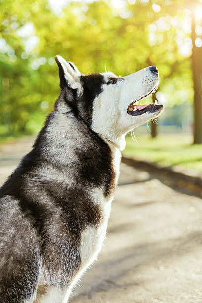 istock Portrait Husky dog with a smile 612837342