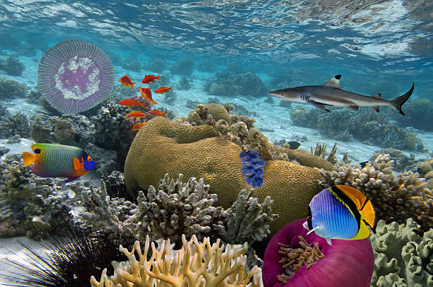 istock Underwater scene. Coral reef, colorful fish and shark 612838156