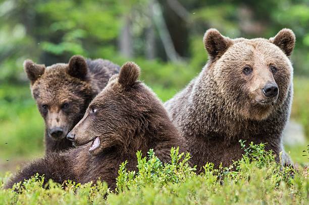 istock She-Bear and Cubs of Brown bear 612838238