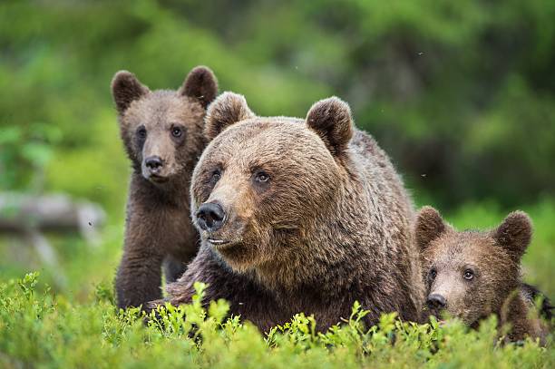 istock She-Bear and Cubs of Brown bear 612838338