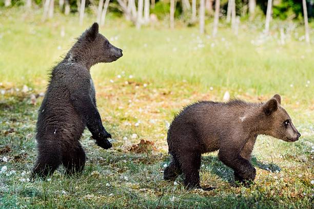 istock Cubs of Brown bear 612838616