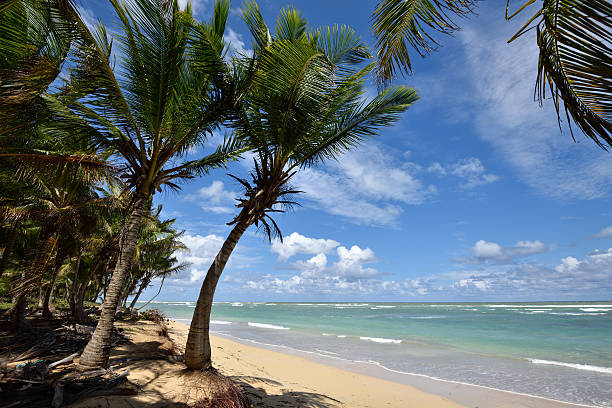 istock Dominican Republic, Punta Cana 612838724