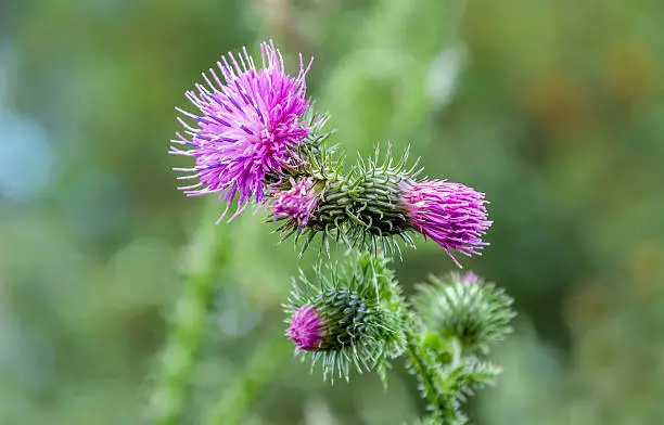 Photo of Budding and flowering curly plumeless thistle from close